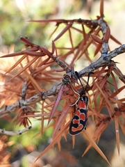 Zygaena fausta