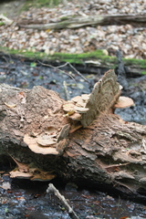 Ganoderma applanatum