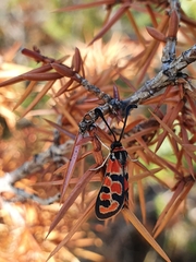 Zygaena fausta