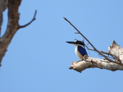 Todiramphus macleayii