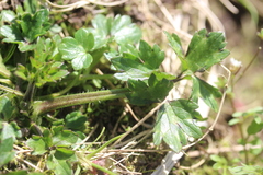 Ranunculus