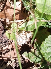 Vespula germanica