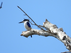 Todiramphus macleayii