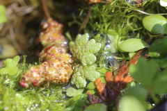 Azolla rubra