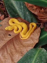 Bothriechis schlegelii