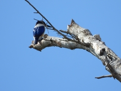 Todiramphus macleayii