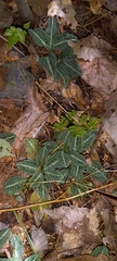 Goodyera pubescens