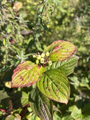 Cornus sanguinea