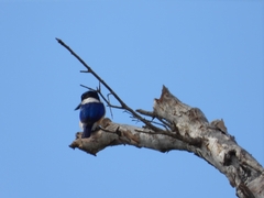 Todiramphus macleayii