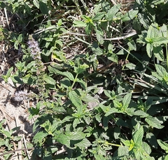 Mentha longifolia