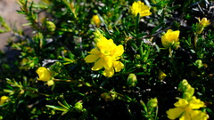 Hibbertia spicata