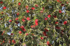 Melaleuca viminalis viminalis