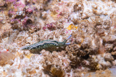 Thuridilla carlsoni