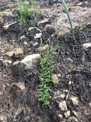 Athrixia heterophylla heterophylla
