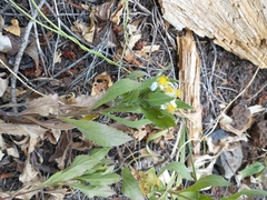 Eurybia radulina