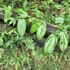 Dioscorea esculenta spinosa