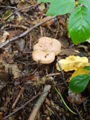 Lactarius quietus