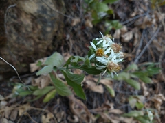 Eurybia radulina