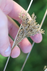 Juncus sarophorus