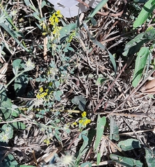 Medicago falcata
