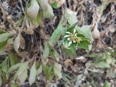 Eurybia radulina
