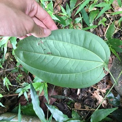 Dioscorea esculenta spinosa