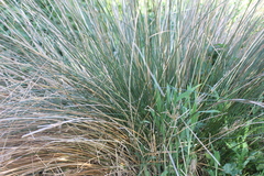 Juncus sarophorus