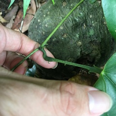 Dioscorea esculenta spinosa
