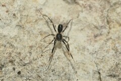 Liophrurillus flavitarsis