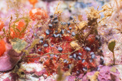 Entoprocta