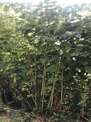 Reynoutria sachalinensis