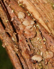 Marasmiellus affixus