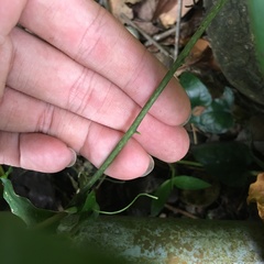 Dioscorea esculenta spinosa