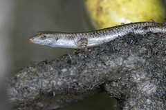 Emoia atrocostata