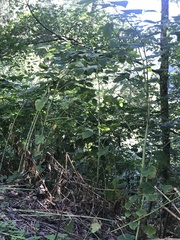 Reynoutria sachalinensis