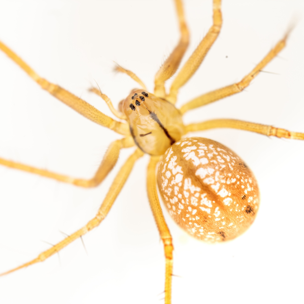 Bolyphantes