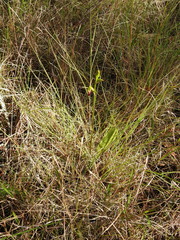 Cryptostylis subulata