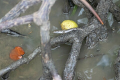 Emoia atrocostata