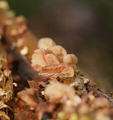 Marasmiellus affixus