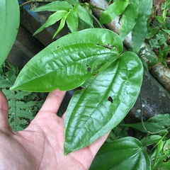 Dioscorea esculenta spinosa