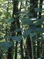 Reynoutria sachalinensis