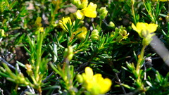 Hibbertia spicata