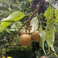 Pyrus pashia
