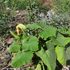 Cucurbita maxima