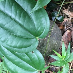 Dioscorea esculenta spinosa