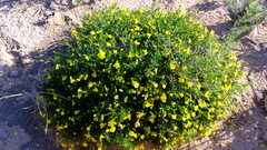 Hibbertia spicata