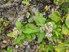 Pluchea carolinensis