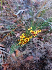 Dillwynia floribunda