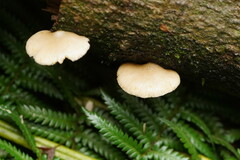 Conchomyces bursiformis