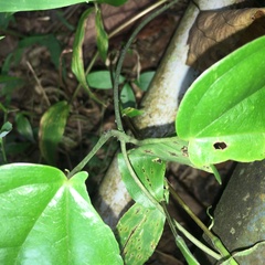 Dioscorea esculenta spinosa
